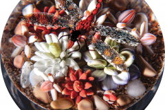 Gordon Smith, Succulent plants and  a red dragonfly on  dirt with pebbles, 2019, Value $1,600