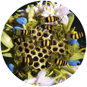 Circular detail of nine bees on a honeycomb in a paperweight by Paul Stankard