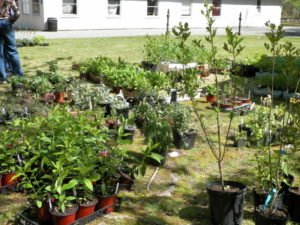 Various plants during Eco Fair