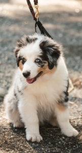 Leashed Australian Shepherd puppy with striking blue eyes sits comfortably on the ground. At PAWS for Art at WheatonArts.