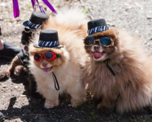 Three Pomeranian dogs in matching zebra striped tophats and sunglasses. At PAWS for Art at WheatonArts.