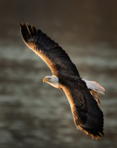 Photograph taken by Dennis Abriola of a soaring eagle, the light illuminating him from beneath