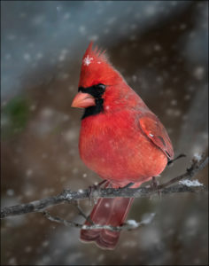 Photograph taken by Dennis Abriola of a cardinal perched on a branch in the snowfall