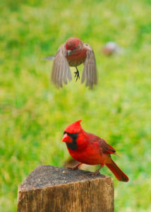 Photograph taken by Barry Hollritt of a bird flying over a bright red cardinal perched on a piece of wood