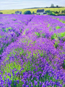 Photograph taken by Barry Hollritt of a large field of purple flowers with homes and green fields in the distance.