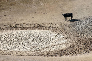 [cow next to a] Pond depleted due to drought, Calif. US Department of Agriculture, photo by Cynthia Mendoza