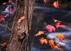 Photograph by Christopher Costa of a tree closeup, with rich brown bark and branches with small red and orange autumn leaves.