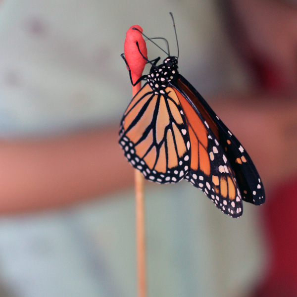 Close-up image of an orange, black, and white Monarch Butterfly perched on the side of a long, thin, and Q-Tip shaped light brown stick with a red top. The butterfly is perched on the top right side of the red portion. The background is blurred.