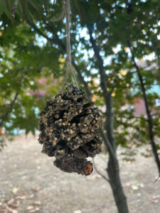 Image of a DIY Pinecone Bird Feeder hanging from brown twine outside on a tree. Materials used in the project include a large pinecone, vegetable shortening, and bird seed.